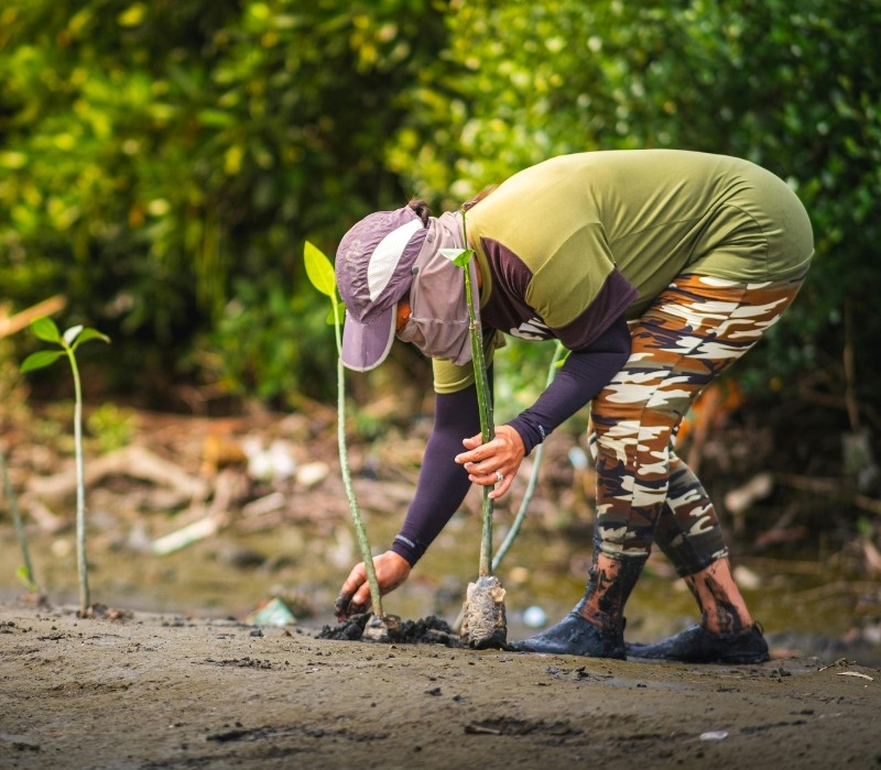Trồng cây xanh trong khu công nghiệp